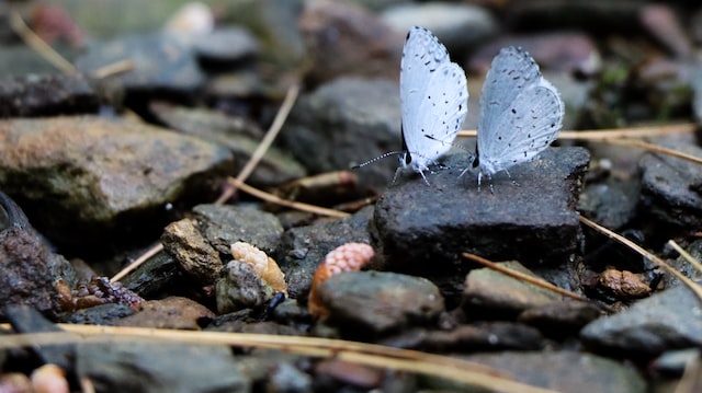 Bugs on rocks